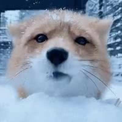 ? Foxy slide ?
