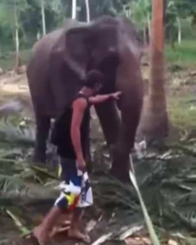 Cute big giant