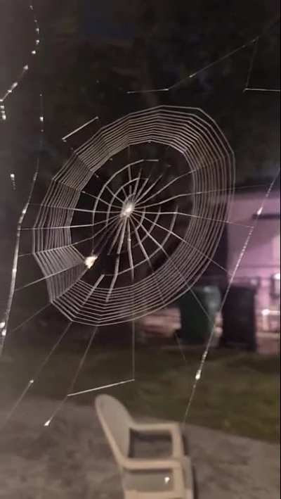 ? This spider weaving a gorgeous web ?