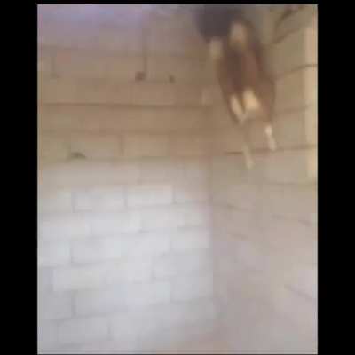 Real life Goat Simulator