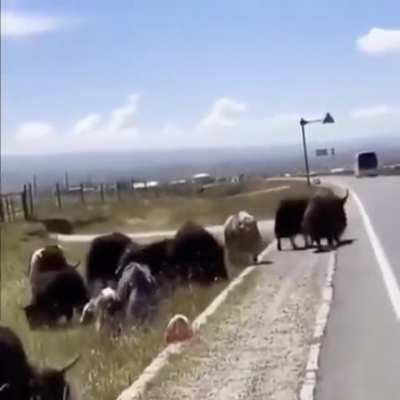 Herd leader