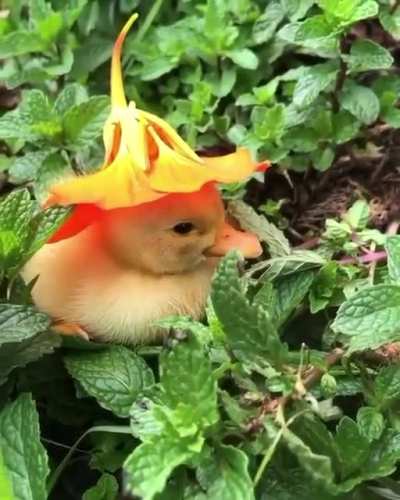 Little duckling wearing a flower as a hat ??