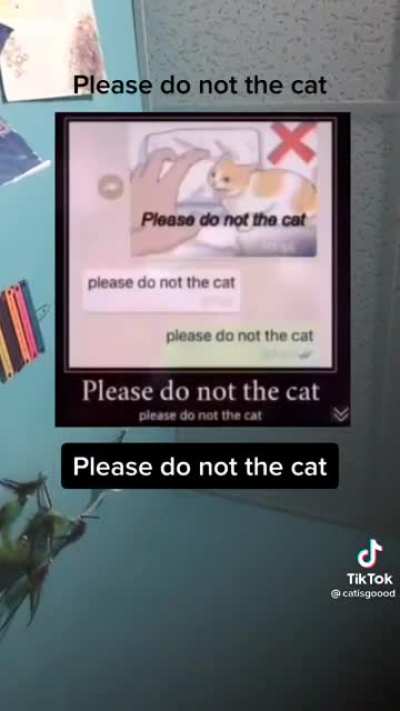 Please do not the cat
