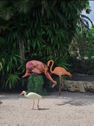 To talk to another flamingo