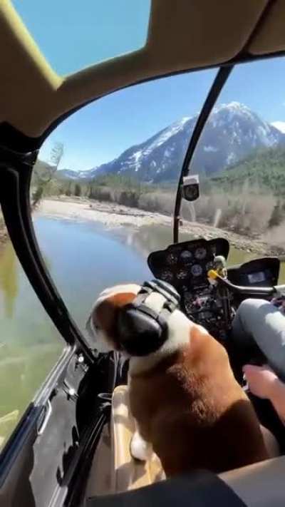 A dog enjoying a ride in his owners helicopter