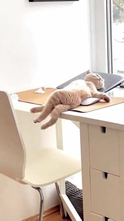 The perfect sunbeam for a kitten ?