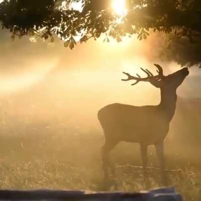 ? A gorgeous buck jumping up to grab an apple in the morning rays ?