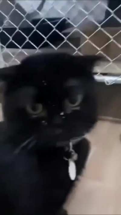 Poor kitten