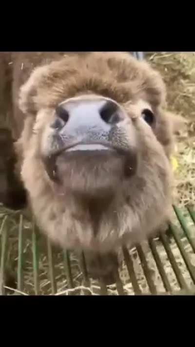 Nice teefs
