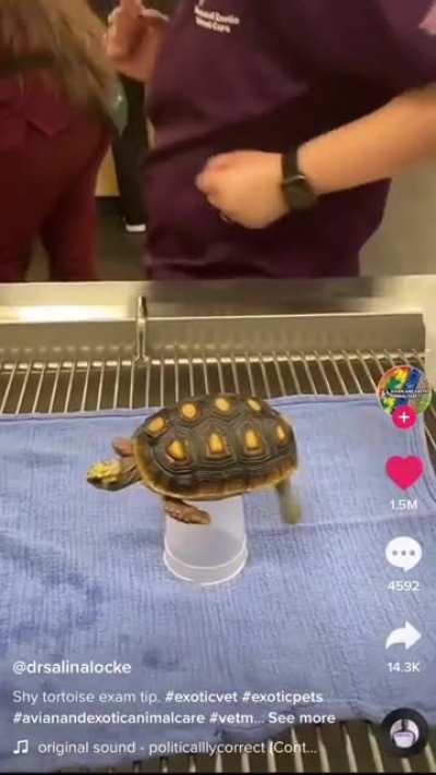 How to examine a turtle? ?