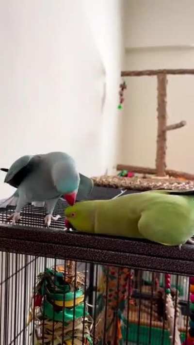 Kissing Match