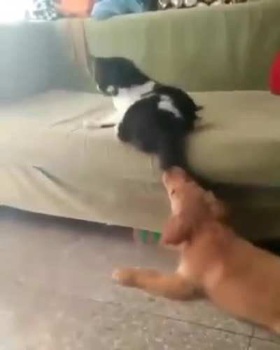 Don’t bother the cat