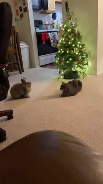Killer instincts