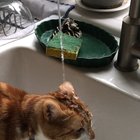 My friend’s cat, Feisty, has a drinking problem.