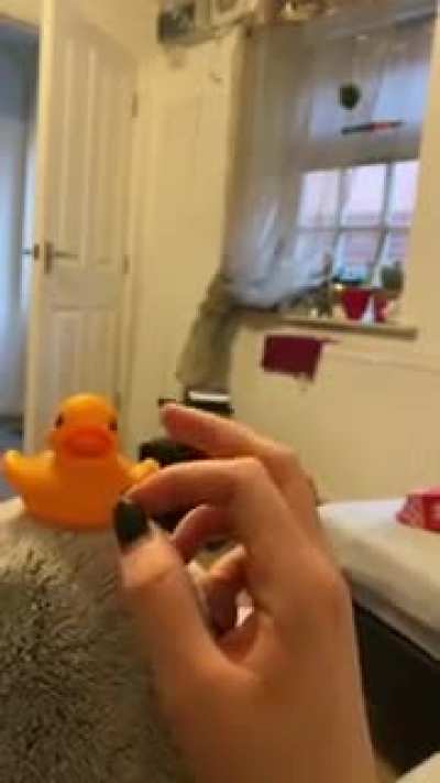 Jealous bird throws away rubber duck as owner plays with it