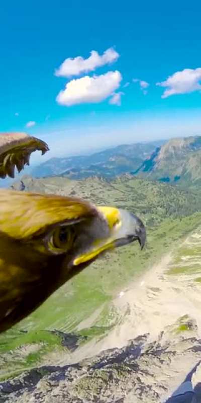 POV of an Eagle ? Source: Unknown