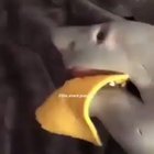 throwing a slice of cheese on your pet shark
