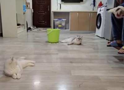Skilled cats