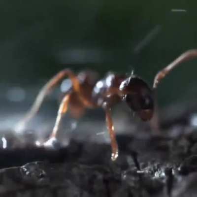 ? This is a bombardier beetle which has developed a deadly defense mechanism: a strong (22mph) blast of boiling acid (100C) from the rear