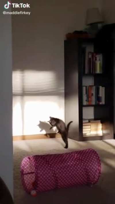 Scared of his own shadow