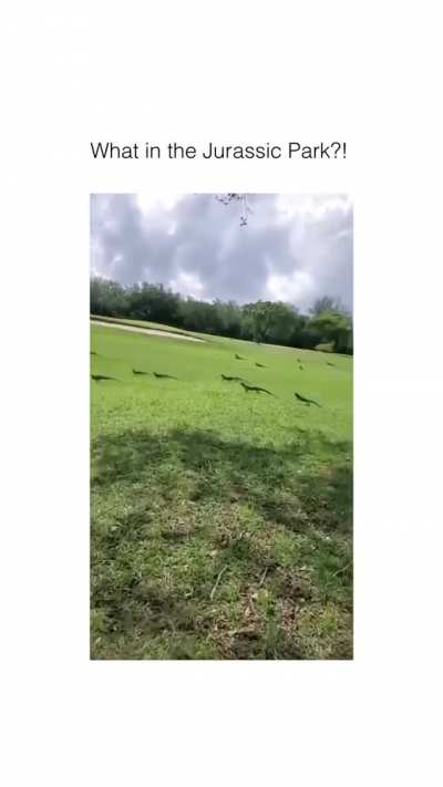 ? There are dinosaurs amongst us! Mess of Iguanas in Florida! ?