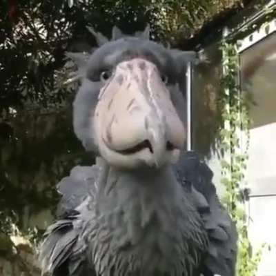? Shoebill Stork ?