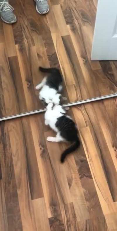Smudge found his mirror image today ?❤️