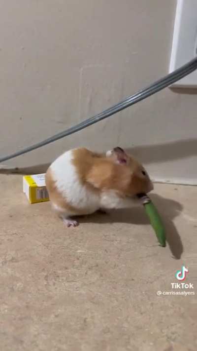 Green Bean vs Hamster Cheeks = Wheezy Chortle ?