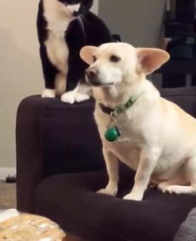 The cat was trying really hard to decide if she wanted to mess with the dog?