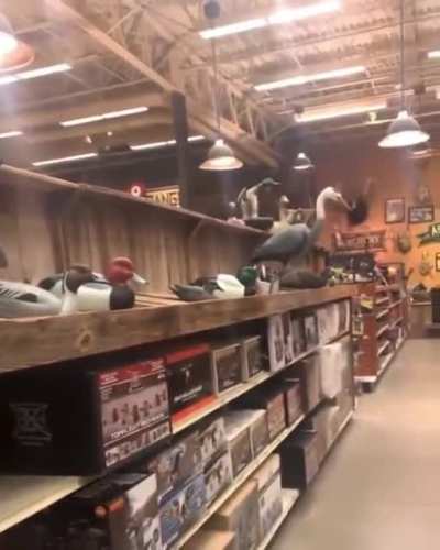 Derpy dog points at wood birds