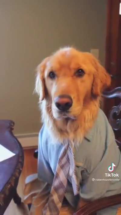 Recreating scenes from the office with a dog ?