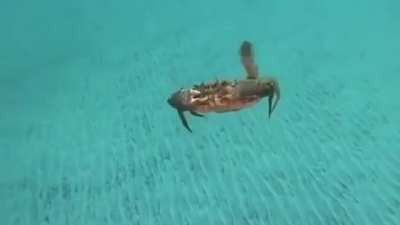 A flying crab ?