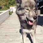 Meet the wolf ninja