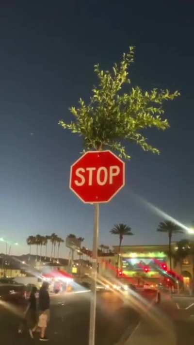 A tree that grew out of a STOP sign pole