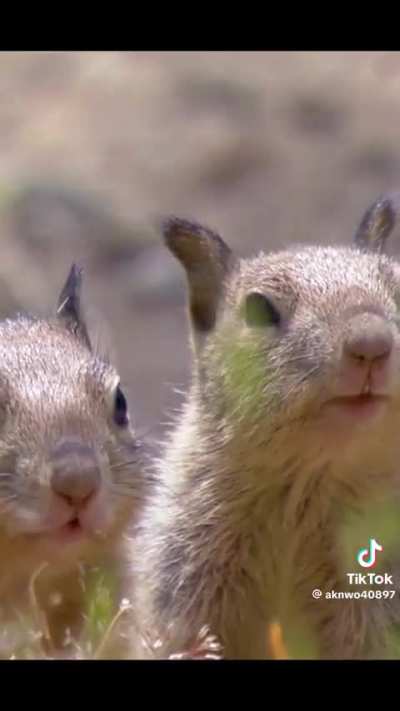? squirrel runs off rattlesnake
