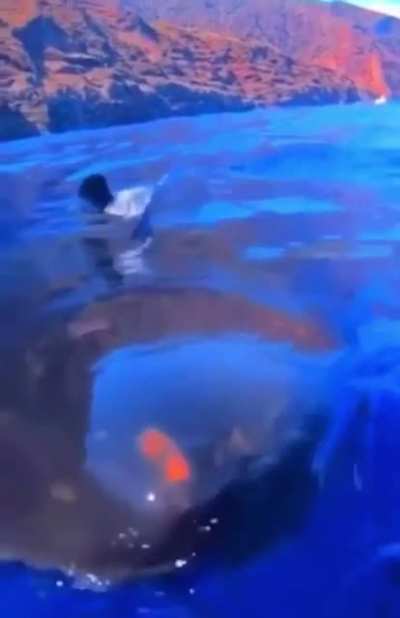Man comes kissing distance to great white shark ?