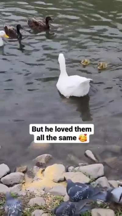 Goose becomes a foster dad