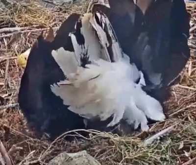 ? Bald eagle being blown off her nest by high winds