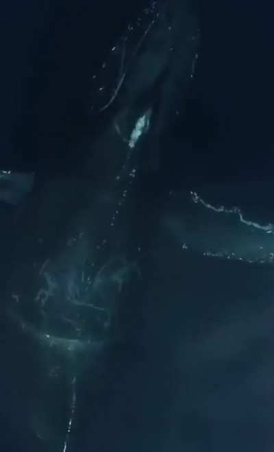 Aerial view of a blue whale