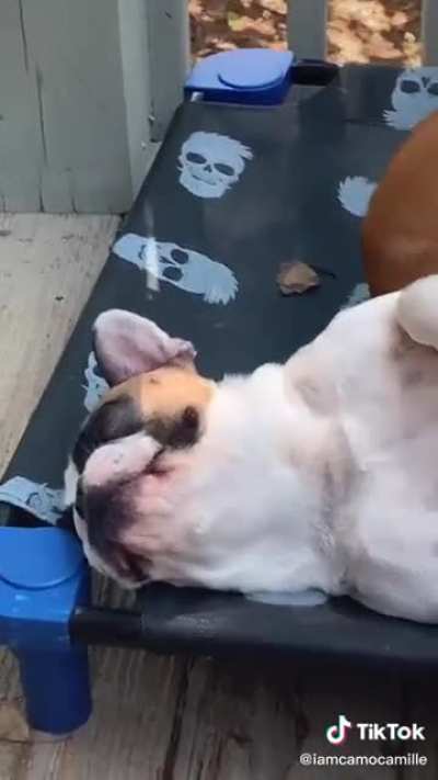 Doghub