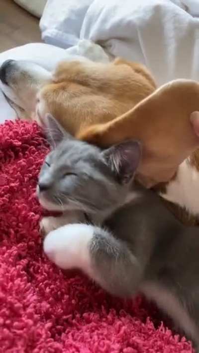 Cat using the dog's ear as a blanket ?