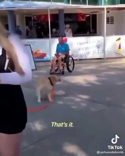 Golden pupper doesn't wanna leave the park ?