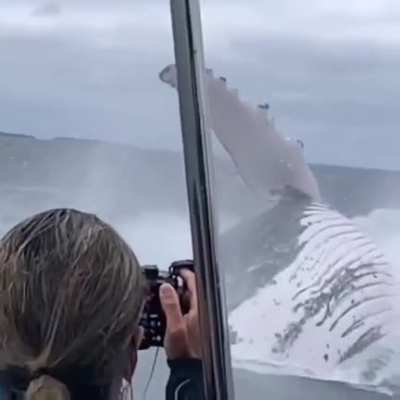 ? Absolute Unit of a Whale Jumps Out Of The Water