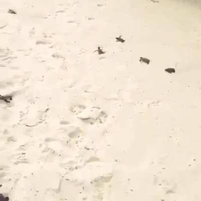 ? Hundreds of newly hatched sea turtles making their way toward the ocean ?