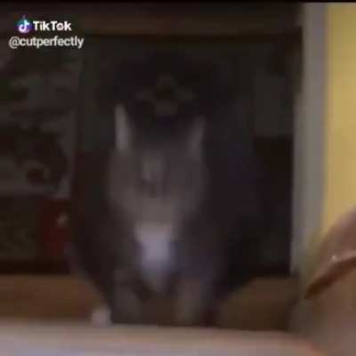 Cute and funny