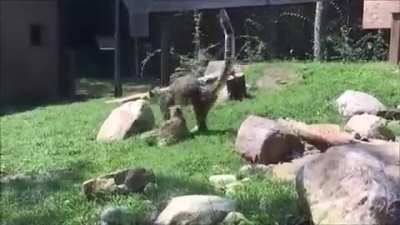 ? Baby Snow Leopard jump scares mom.