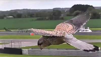 ? Kestrel hovering in strong winds, looking for prey ?