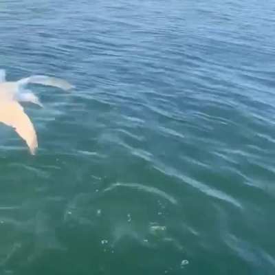 There's always a bigger fish