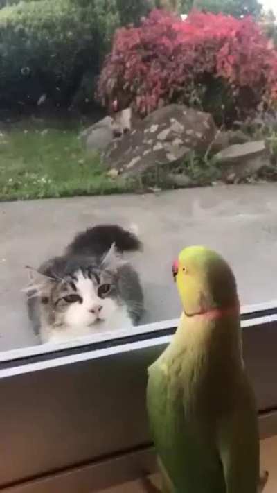 Parrot Plays Peek-a-Boo with Neighbors Cat ?