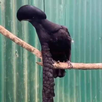 ?Long Wattled Umbrellabird?
